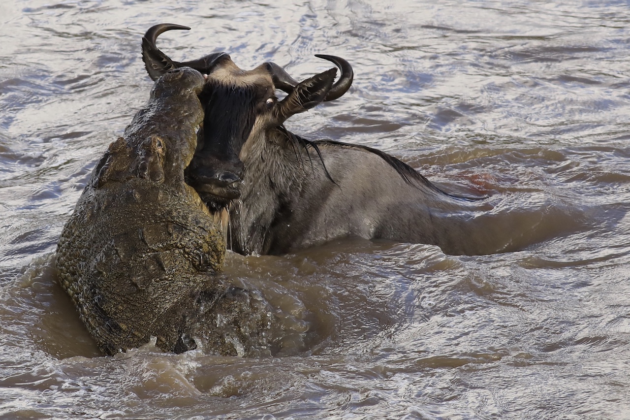 Gillian van den Bok croc with wildebeest Serengeti Aug 2019 reduced for blog