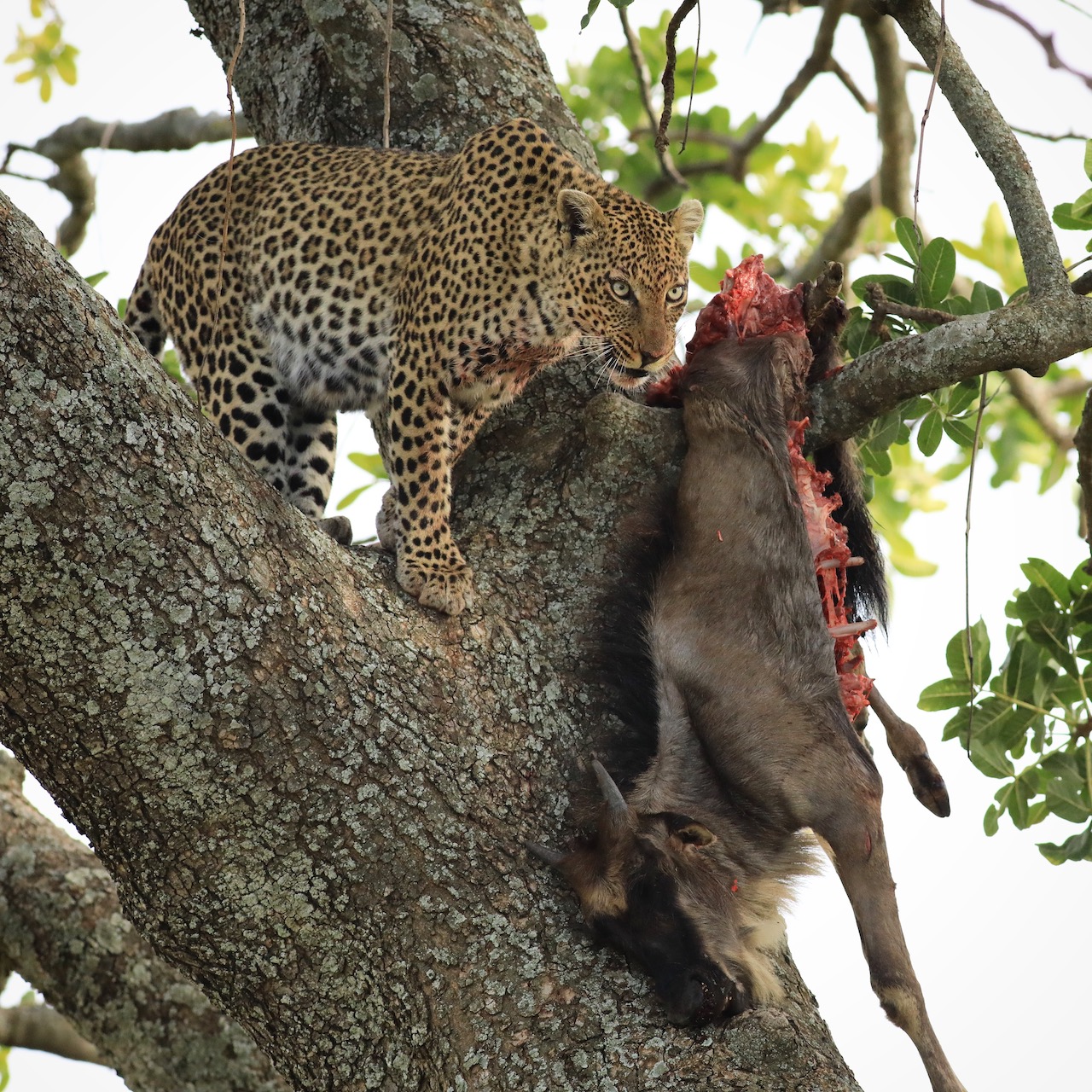 Gillian van den Bok leopard kill Serengeti Aug 2019 reduced for blog