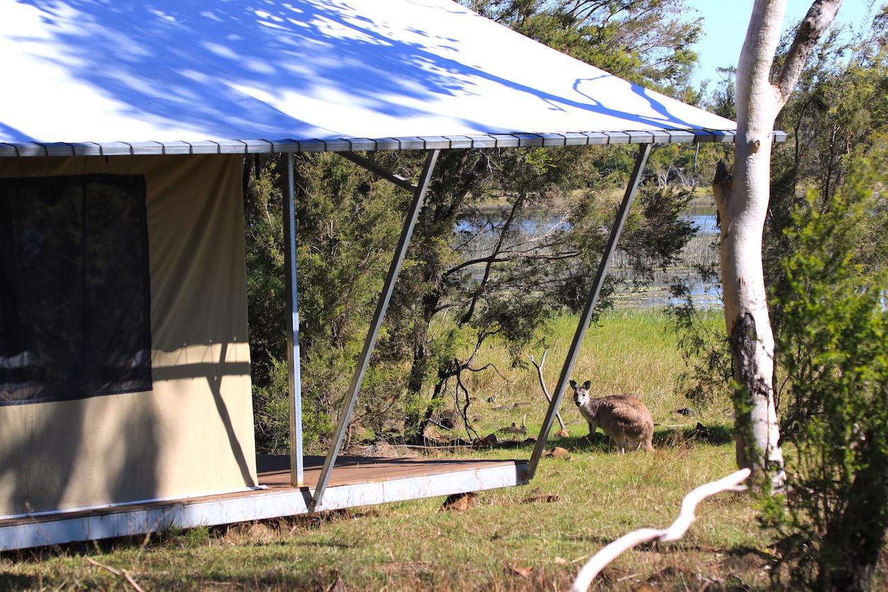 wallaroo by tent kinrara reduced