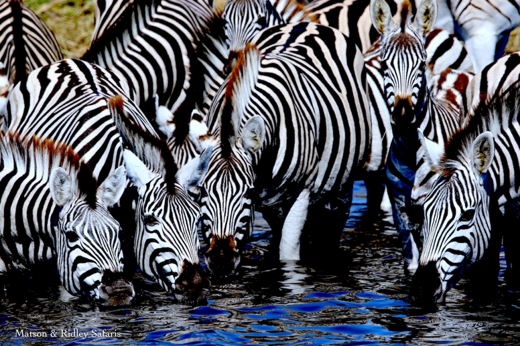 zebra migration for blog