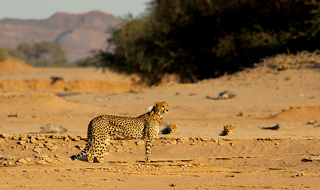cheetah and cubs Hoanib reduced