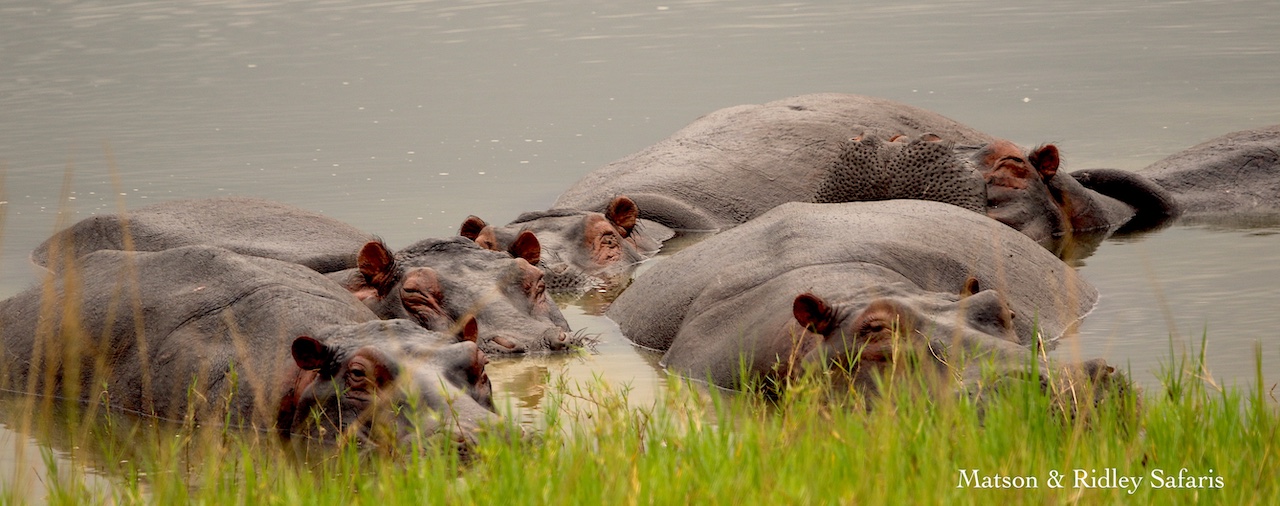 Hippos Akagera REDUCED