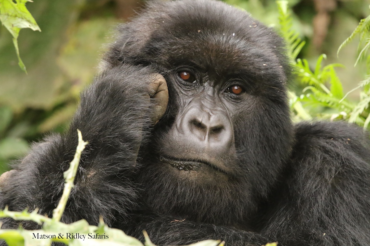 gorilla thinking reduced
