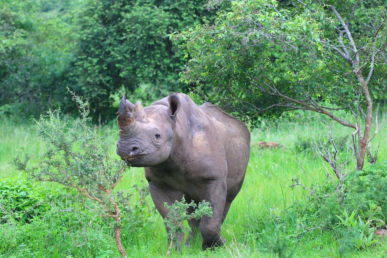 rhino reduced akagera