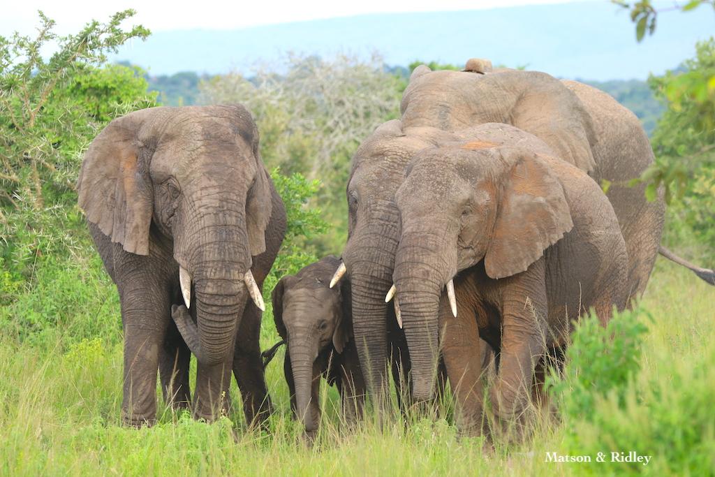 Akagera elephant herd clan b reduced 