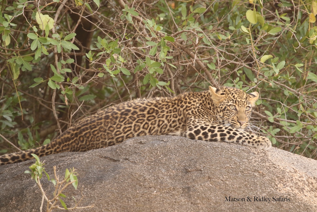 leopard juvenile reduced for blog