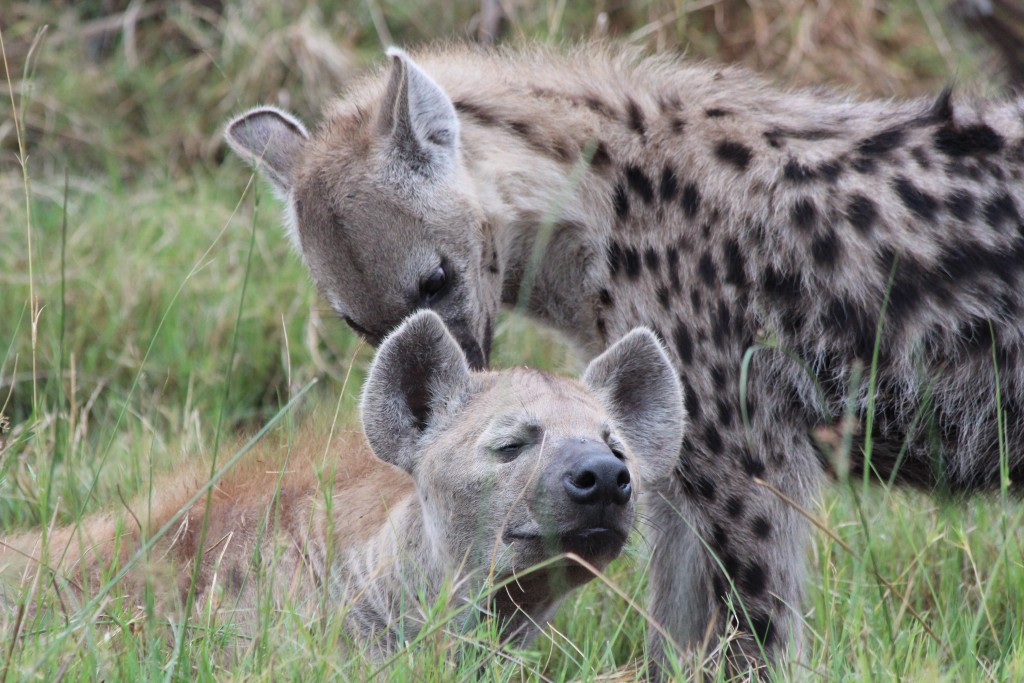 Spotted hyaenas are extremely social animals (credit: Tammie Matson)