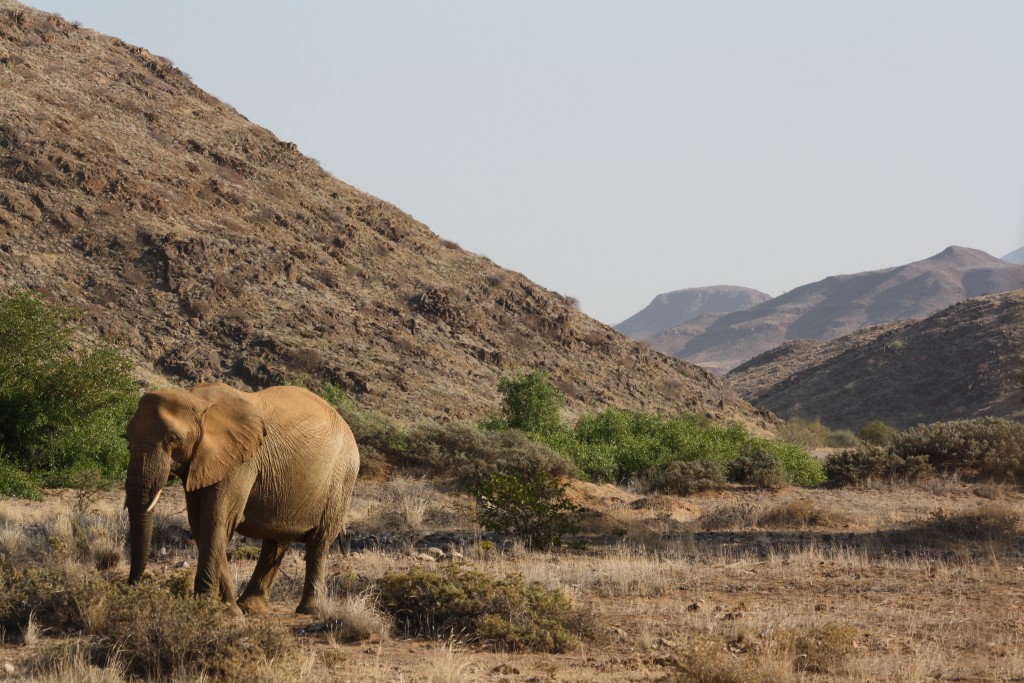 Desert elephants in Namibia.  These are savannah elephants with special adaptations to life in the desert.