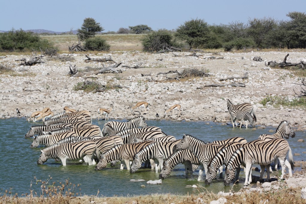 Zebras are one of the more commonly seen species in Etosha National Park, Namibia