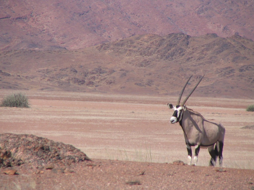Oryx at the Skeleton Coast, which I'll be visiting with a group in May 2016