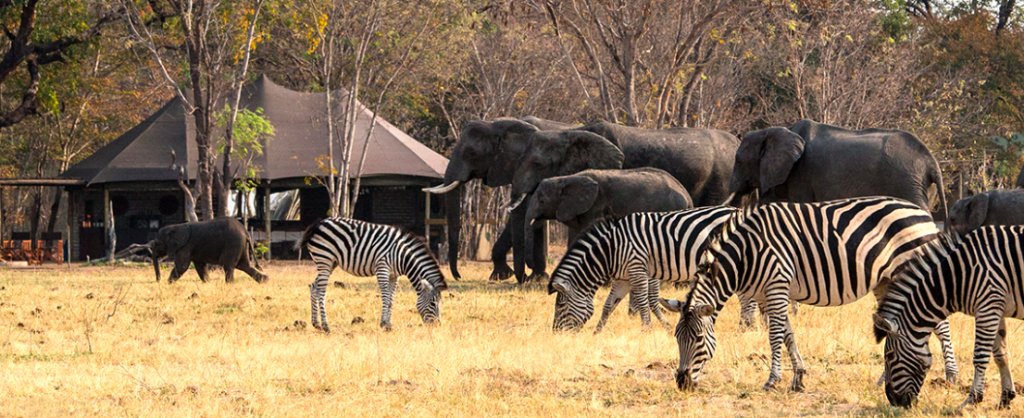 Little Makalolo Camp, Hwange National Park, Zimbabwe