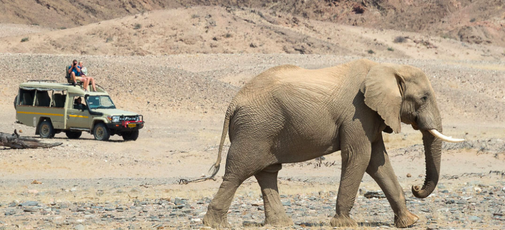 Desert elephants at Hoanib Skeleton Coast Camp, Namibia