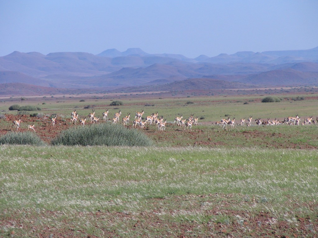 Springboks form large herds during the wet season in Namibia