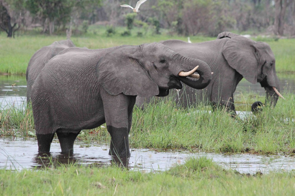 Relaxed elephants drinking near Banoka Bush Camp