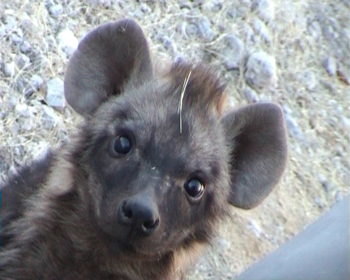I mean, seriously, who wouldn't love a hyaena pup! Credit: Martina Trinkel