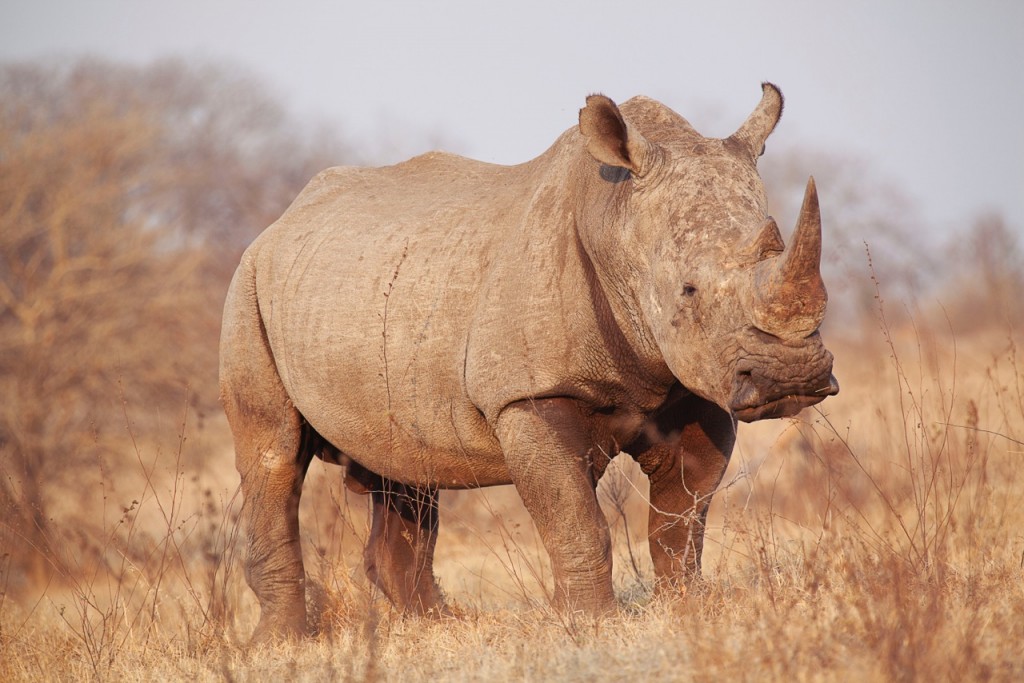 Rhino in Save Valley Conservancy, protected by a very dedicated team of anti-poaching rangers