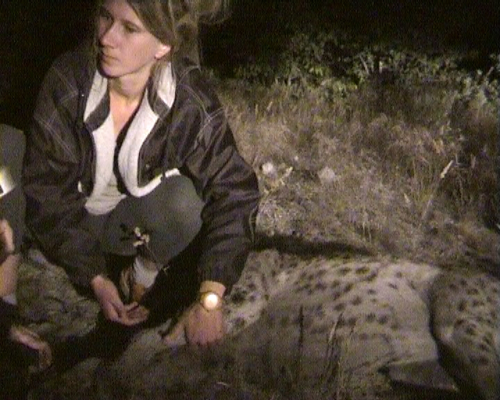 Martina Trinkel removing a radio collar from a spotted hyeana (credit: Martina Trinkel)